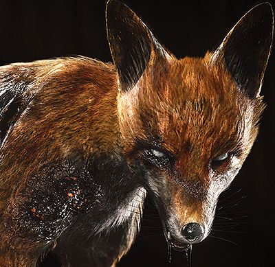 Blighted Vulpine