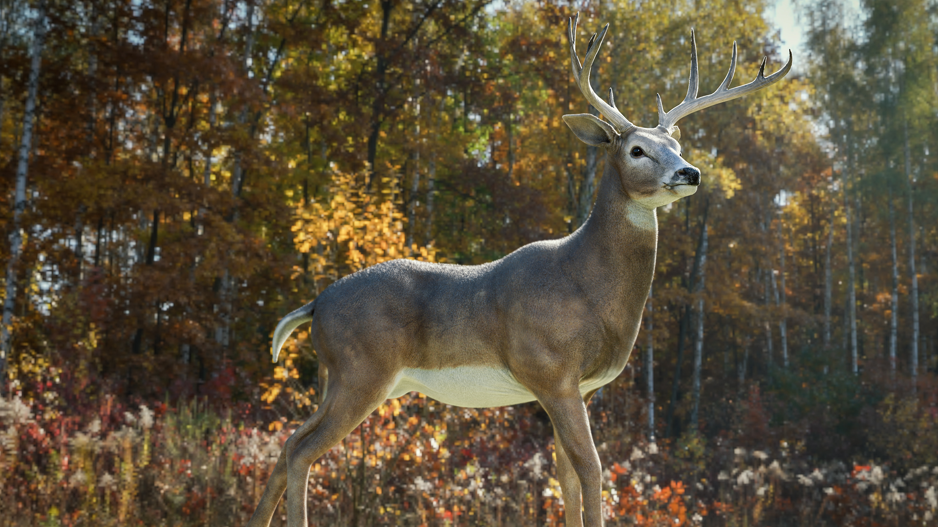 White-tailed Deer